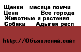 Щенки 4 месяца-помчи › Цена ­ 5 000 - Все города Животные и растения » Собаки   . Адыгея респ.